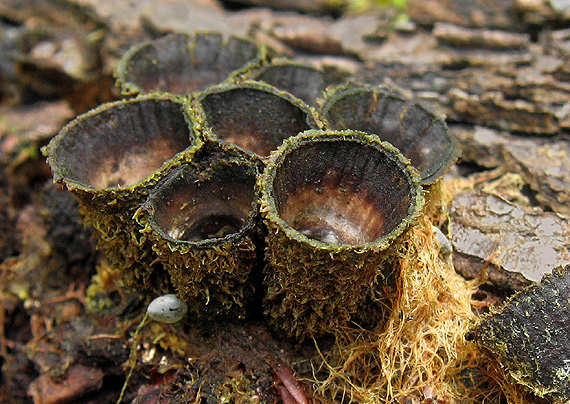 čiaškovec pásikavý Cyathus striatus (Huds.) Willd.