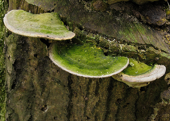 trúdnikovec hrbatý Trametes gibbosa (Pers.) Fr.