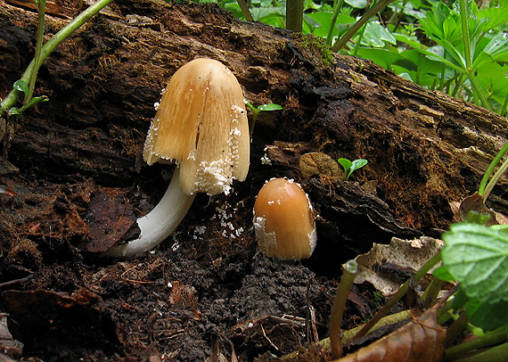 hnojník okrový Coprinellus domesticus (Bolton) Vilgalys, Hopple & Jacq. Johnson