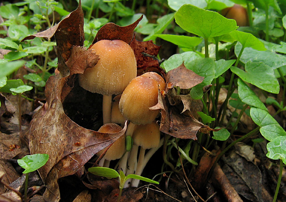 hnojník ligotavý Coprinellus micaceus (Bull.) Vilgalys, Hopple & Jacq. Johnson