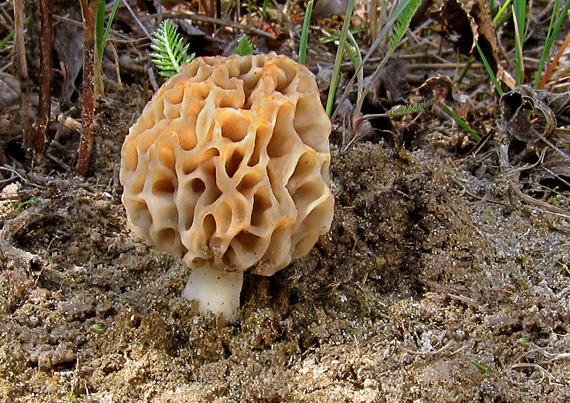 smrčok jedlý Morchella esculenta (L.) Pers.