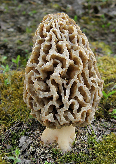 smrčok jedlý Morchella esculenta (L.) Pers.