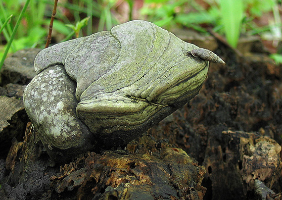 práchnovec kopytovitý Fomes fomentarius (L.) J.J. Kickx