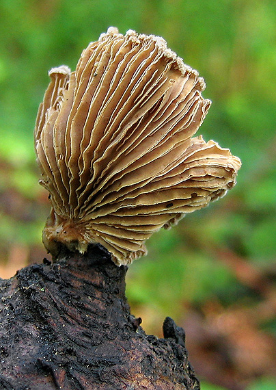 klanolupeňovka obyčajná Schizophyllum commune Fr.