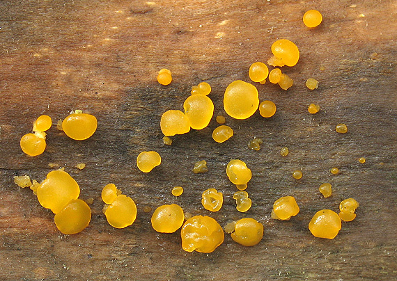 slzovec malý (Dacrymyces minor)