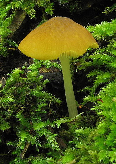 štítovka škoricovohnedá Pluteus chrysophaeus (Schaeff.) Quél.