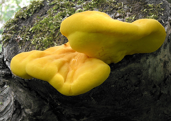 sírovec obyčajný Laetiporus sulphureus (Bull.) Murrill