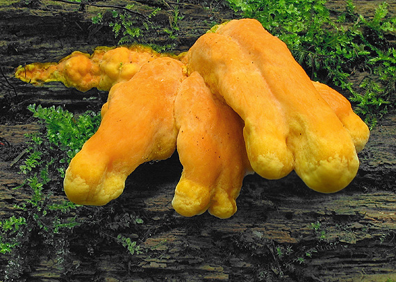 sírovec obyčajný Laetiporus sulphureus (Bull.) Murrill