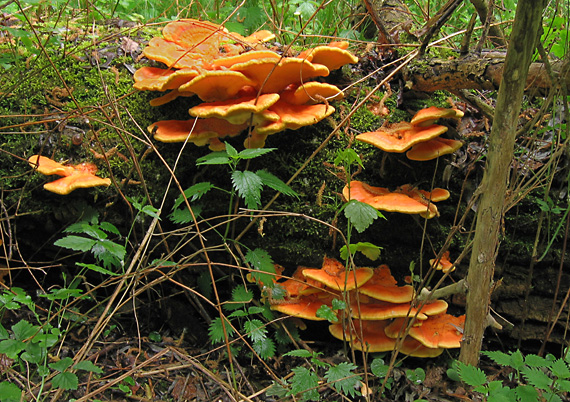 sírovec obyčajný Laetiporus sulphureus (Bull.) Murrill