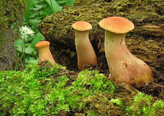 húževnatec pohárovitý Neolentinus schaefferi Redhead & Ginns