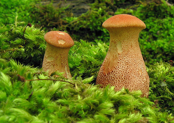 húževnatec pohárovitý Neolentinus schaefferi Redhead & Ginns