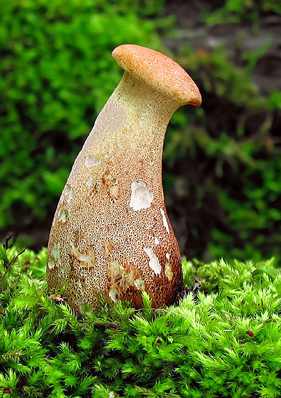 húževnatec pohárovitý Neolentinus schaefferi Redhead & Ginns