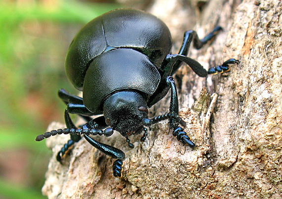 liskavka Timarcha tenebricosa