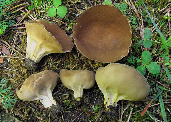 chriapač kalíškovitý Helvella acetabulum (L.) Quél.