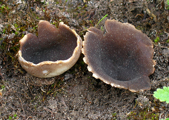 chriapač sosnový Helvella leucomelaena (Pers.) Nannf.