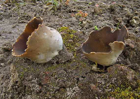 chriapač Helvella leucomelaena (Pers.) Nannf.