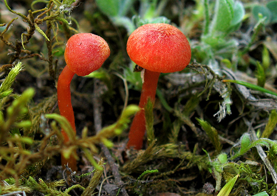 lúčnica krvavá Hygrocybe miniata (Fr.) P. Kumm.