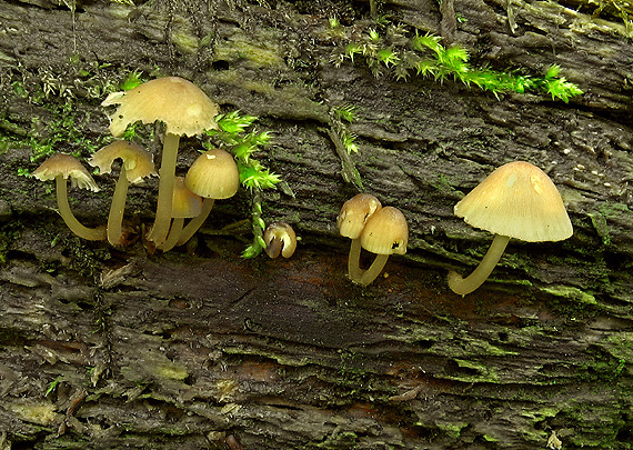 prilbička žltohlúbiková Mycena renati Quél.