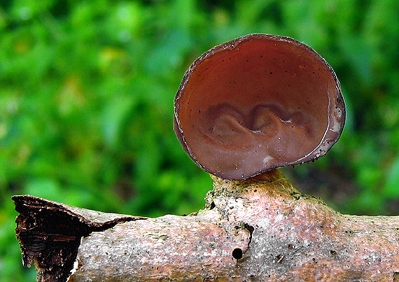 uchovec bazový Auricularia auricula-judae (Bull.) Quél.