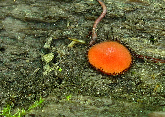 štítovnička  Scutellinia sp.