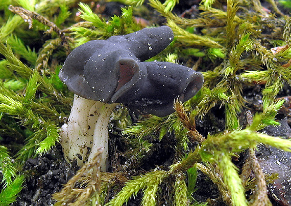 chriapač jamkatý Helvella lacunosa Afzel.