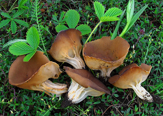 chriapač kalíškovitý Helvella acetabulum (L.) Quél.