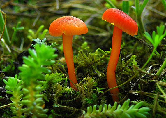 lúčnica krvavá Hygrocybe miniata (Fr.) P. Kumm.