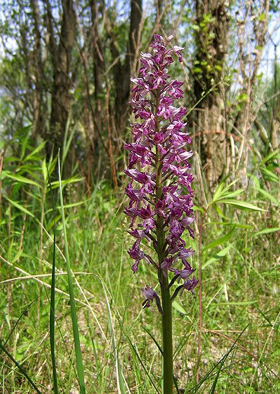 vstavač vojenský Orchis militaris L.