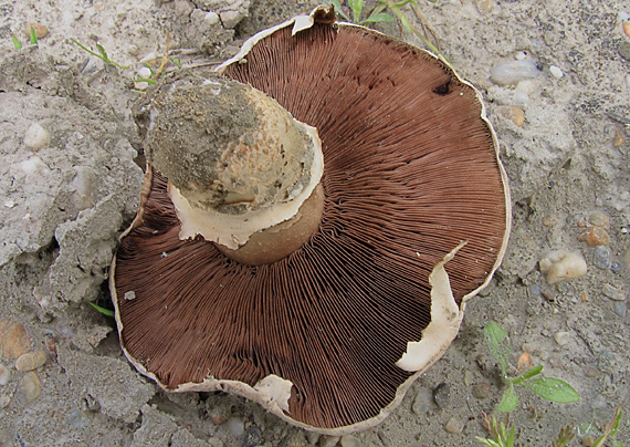 pečiarka dvojvýtrusná Agaricus bisporus (J.E. Lange) Imbach