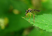 okanka žltá - Conops quadrifasciatus