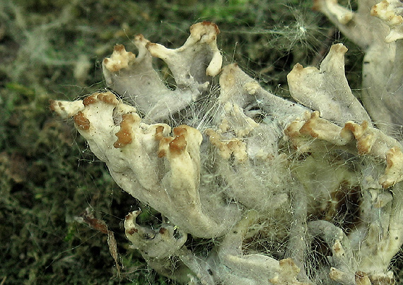 konárovka popolavá Clavulina cinerea (Bull.) J. Schröt.