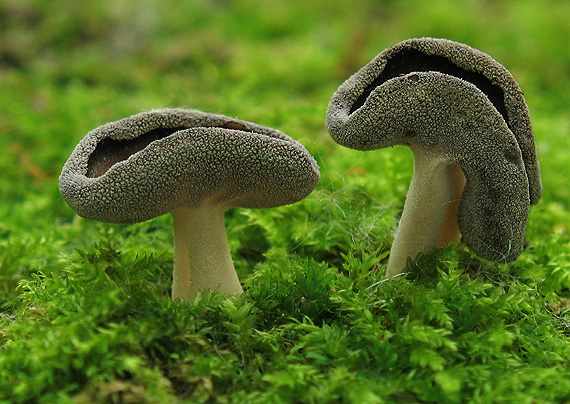 chriapač tmavý Helvella solitaria P. Karst.