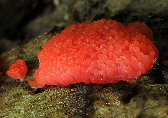 zlepníček jahodovitý Tubifera ferruginosa (Batsch) J.F. Gmel.