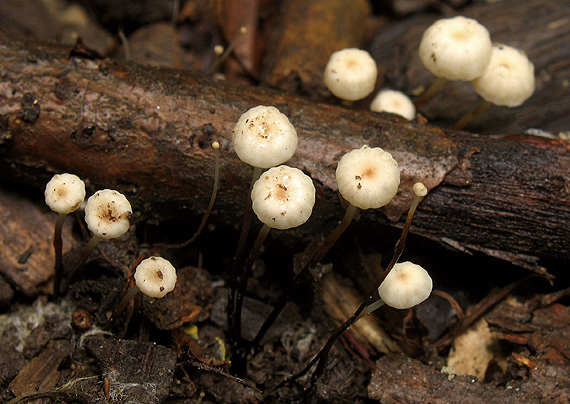 tanečnica golieriková Marasmius rotula (Scop.) Fr.