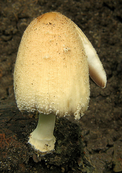 hnojník okrový Coprinellus domesticus (Bolton) Vilgalys, Hopple & Jacq. Johnson