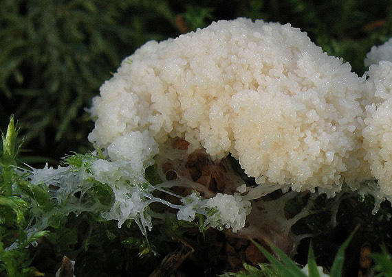 slizovka Myxomycetes