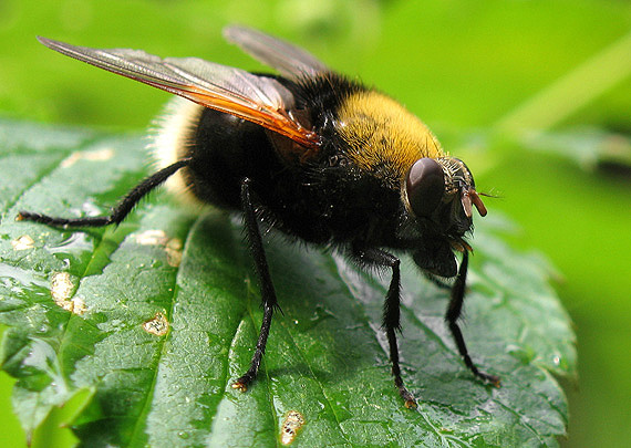 pestrica čmeľovitá - Volucella bombylans