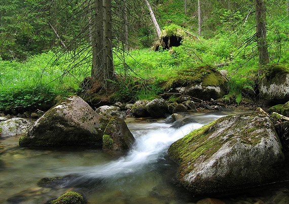 slovensko naše....