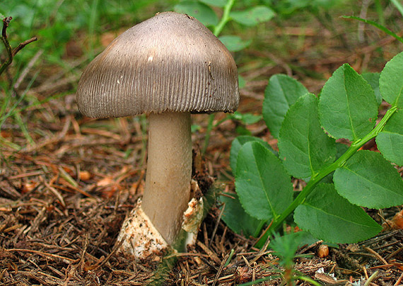 muchotrávka pošvatá Amanita vaginata (Bull.) Lam.