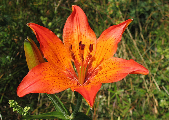 ľalia cibuľkonosná lilium bulbiferum.