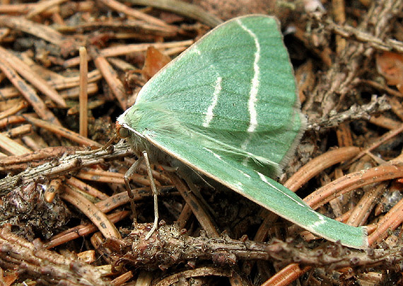 listnatka smreková Hylaea fasciaria