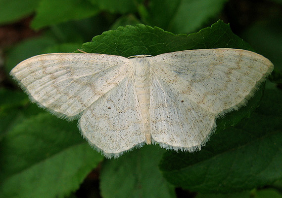 piadica marinková Scopula floslactata