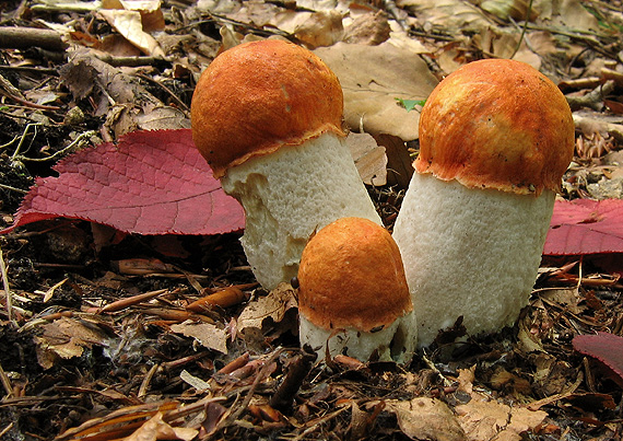 kozák osikový Leccinum albostipitatum den Bakker & Noordel.