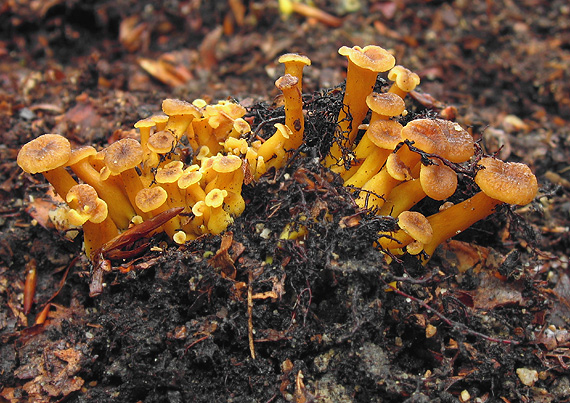 kuriatko lievikovité Craterellus tubaeformis (Fr.) Quél.