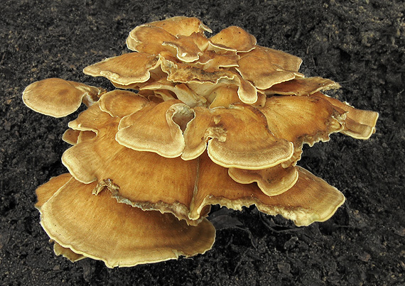 vejárovec obrovský Meripilus giganteus (Pers.) P. Karst.