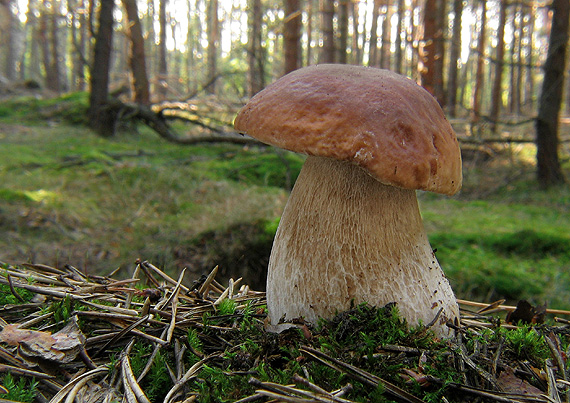 hríb smrekový Boletus edulis Bull.