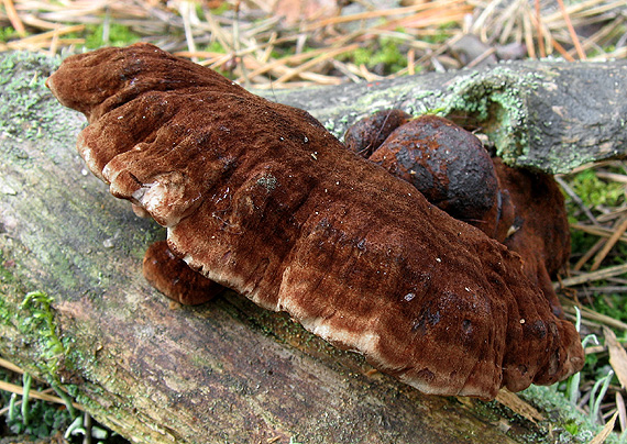 láziochlena obyčajná Ischnoderma benzoinum (Wahlenb.) P. Karst.