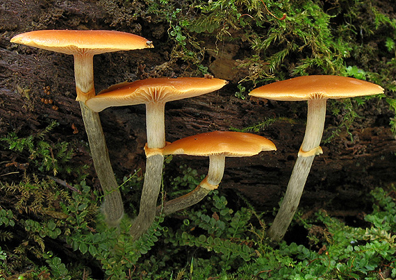 kapucňovka okrovohnedastá Galerina marginata (Batsch) Kühner