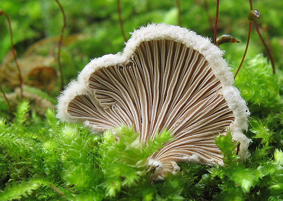 klanolupeňovka obyčajná Schizophyllum commune Fr.