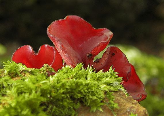 vrtidlovka mäsitá Ascocoryne sarcoides (Jacq.) J.W. Groves & D.E. Wilson